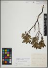 Foto von Salix lapponum L.